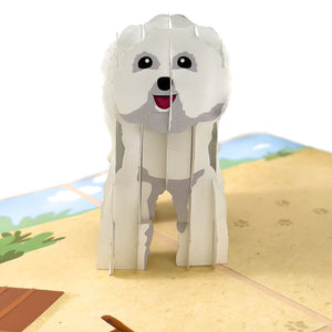 Bichon Frise Pop-Up Card